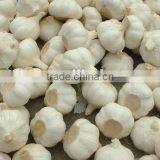 White Garlic thumbnail-1