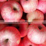 China Lowest Price Fresh Fruit Qinguan Apple New crop Qinguan apple to Russia