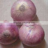 Fresh Red Onion