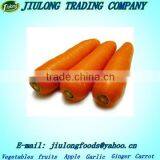 Carrot Seeds Sale/Cheapest Carrots Market Import thumbnail-1