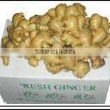 Fresh Chinese Ginger thumbnail-1