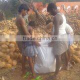 100% Natural Young Coconuts thumbnail-3