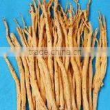 Codonopsis Pilosula thumbnail-1