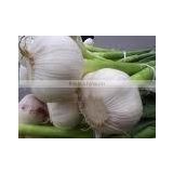 Garlic Extract 2% Allicin