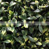 Plastic Artificial Hedge Fence Wall thumbnail-2