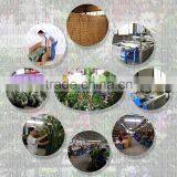 Wholesale Artficial Topiary Bay Tree thumbnail-4