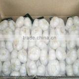 Cheap Wholesale Natural White Fresh Garlic Supplier thumbnail-4