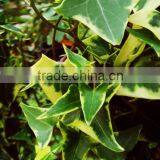 Senecio macroglossus variegatus Variegated Wax Vine Ivy Leaf Vine