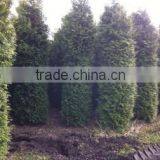 Thuja Brabant Occidentalis A Quality thumbnail-3