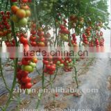 Wanfu Cherry Tomato Seeds