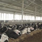 Steel Cow Free Stall