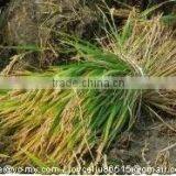 MINGYUE 4GK Grain Reaper Binder thumbnail-3