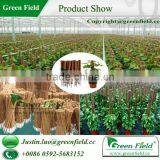 Coco Stake Growing Plant Support thumbnail-1