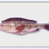 Reefcod Red Belly thumbnail-1