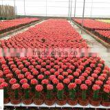 Cactus Grafted Indoor Plant thumbnail-1