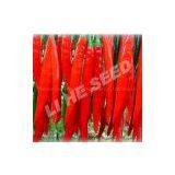 Pepper Seeds 5137 thumbnail-1