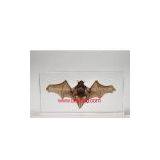 Sell Real Bat Specimen Common Pipistrelle Lucite-clear Paperweights