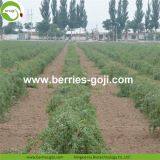 New Arrival Factory Supply Dried Goji Berry thumbnail-3