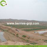 Factory Hot Sale Dried Himalayan Wolfberry thumbnail-3