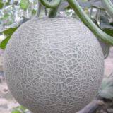 Melon F1 hybrid sweet melon seeds fruit seeds no.88