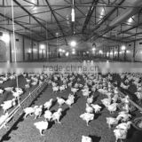Steel Structure Workshop, steel structure poultry house and poultry farming workshop