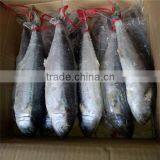 Frozen Spanish Mackerel for Sale or Scomberomorus Niphonius thumbnail-2