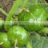 Planting Hybrid Squash Vegetable Seeds