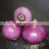 Chinese Fresh Red Onion thumbnail-1