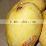 Mango Late Chaunsa thumbnail-1