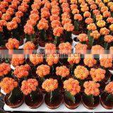 Office Decorative Plants Cactus thumbnail-6