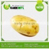 Best Selled Best Fresh Potato