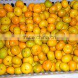 Fresh Baby Mandarin thumbnail-1