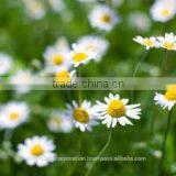 Chamomile Oil thumbnail-2