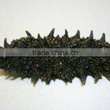 Price of Dried Sea Cucumber for Chinese Foods , Paid Sample Also Available thumbnail-5