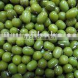 Mung Beans thumbnail-1