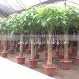 Pachira Aquatica ( Pachira Macrocarpa ) 60cm thumbnail-5