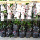 Raphis Excelsa Indoor Palm thumbnail-1