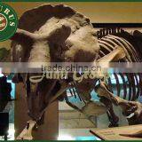 Lisaurus-0549 High Quality Lay Out Dinosaur Skeleton for Sale