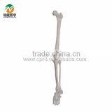 BIX-A1030 Life-Size Lower Limb ( Left Right Arm) Skeleton Model thumbnail-1