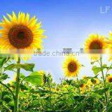 3D Wall Picture of Beautiful Flowers 3D Lenticular Photo 3D Decoration Picture