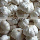 2014 crop fresh white garlic