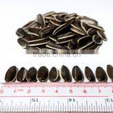 Long Shape Chinses 5009 Sunflower Seed Nut thumbnail-2