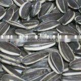 5009 24/64 Sunflower Seeds thumbnail-6