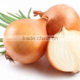 Onion From Viet Nam With Best Price and High Quality