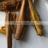 Dried Grasshopper for Birds thumbnail-3
