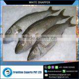 Frozen White Snapper at Best Price thumbnail-1