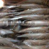 MACKEREL With Multiple Size thumbnail-2