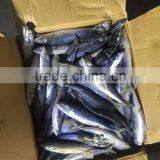 2016 Top Grade Frozen Pacific Mackerel 200g-300g thumbnail-2