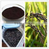 Nigella Sativa Extract thumbnail-1