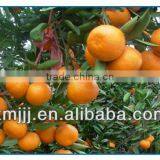 Mini Size Baby Juicy Orange thumbnail-5